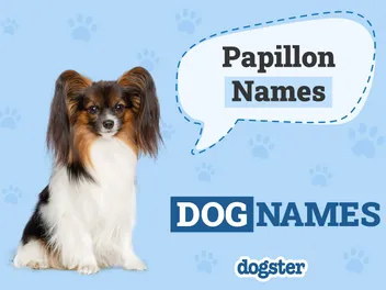 187 Popular & Unique Papillon Names for Your Parisian Pup