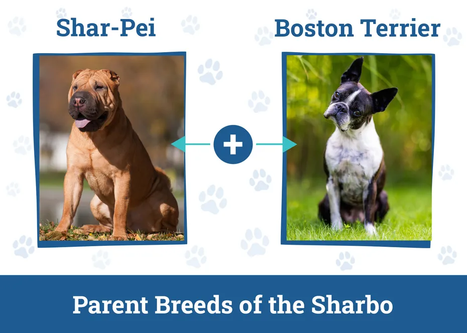 Parent Breeds of the Sharbo