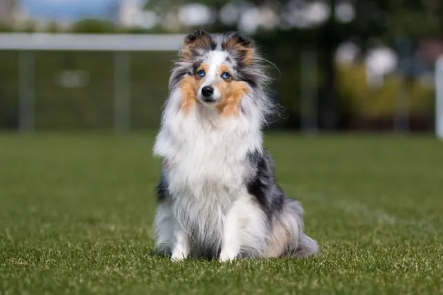 How Big a Sheltie Gets: With Growth & Weight Chart