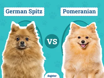 German Spitz vs Pomeranian: Differences Explained (With Pictures)