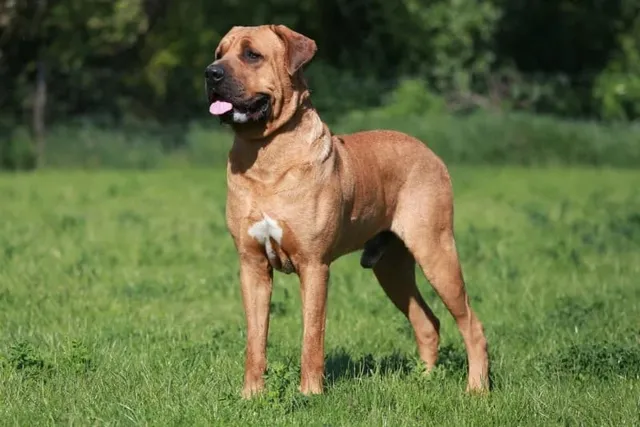 Tosa Dog Breed: Info, Pictures, Facts, & Traits