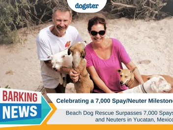 Beach Dog Rescue Surpasses 7,000 Spay/Neuter Milestone in Yucatan, Mexico