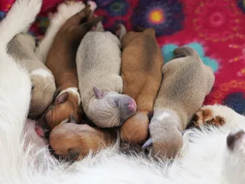 How to Help a Dog Give Birth for the First Time at Home: 11 Dog Pregnancy Tips (Vet Verified)
