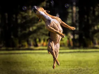 How to Train a Pit Bull: 7 Vet-Approved Tips