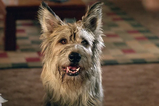 What Breed of Dog Is Winn Dixie? Famous Movie Pup