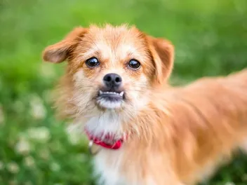 Dogs with Underbites: Vet-Reviewed Causes of Canine Malocclusion
