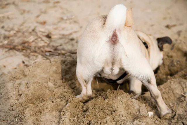 Is It Dangerous for Dogs to Burrow in Sand? Vet-Reviewed Safety Guide