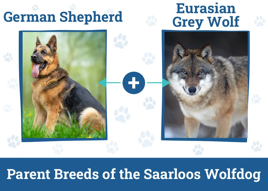 Parent Breeds of the Saarloos Wolfdog