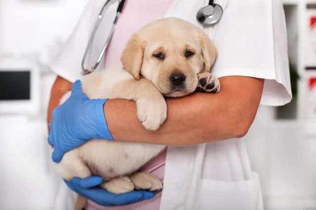 Puppy's First Vet Visit: Checklist & 15 Preparation Tips (Vet Approved)
