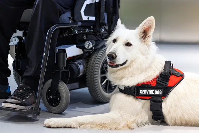 Do Service Dogs Have to Wear a Vest? Vet-Verified Facts & Info