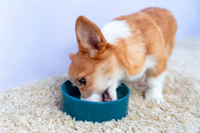 corgi dog eating food from the bowl
