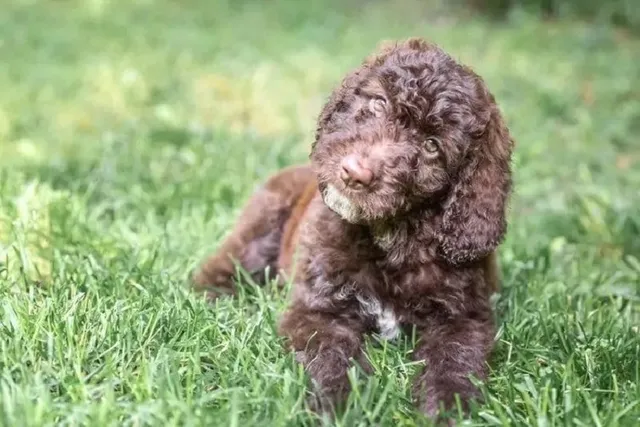 Shepadoodle (German Shepherd & Poodle Mix): Info, Pictures, Care & More