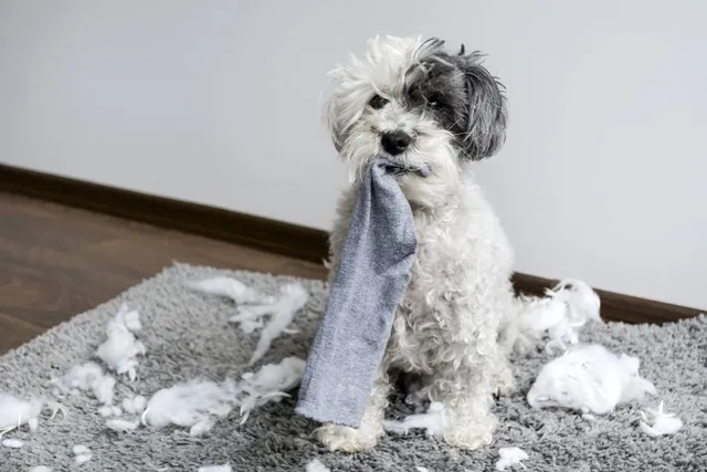 Why Does My Dog Steal My Socks? 6 Vet-Reviewed Reasons & Solutions