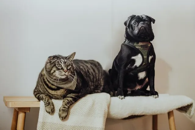 Will A Pug Be Good With My Cat? Temperament & Personality Traits