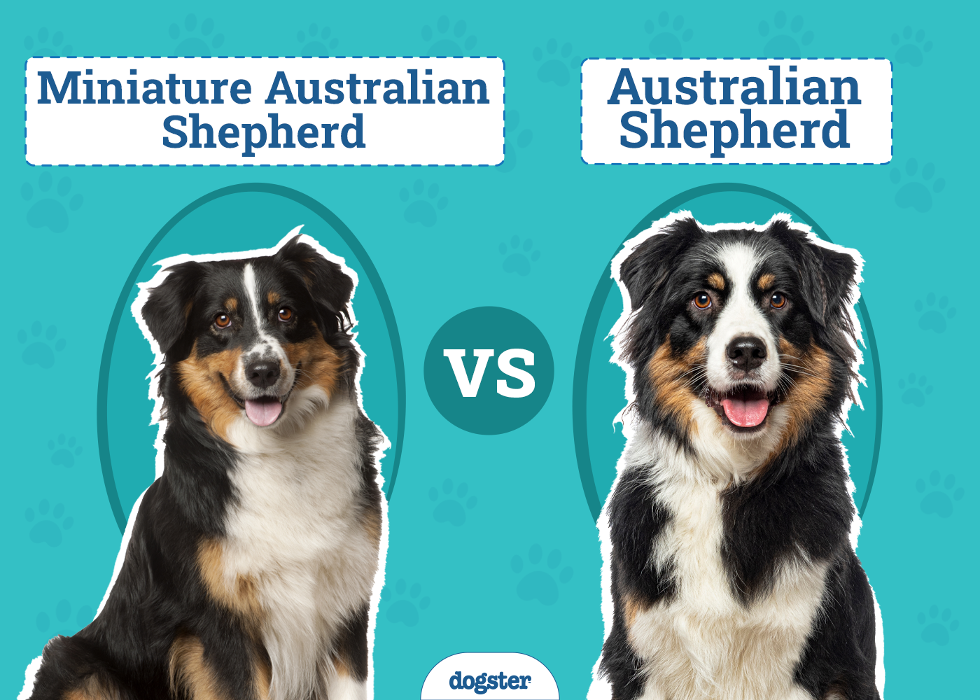 Miniature Australian Shepherd vs. Australian Shepherd