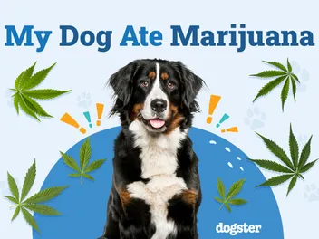 My Dog Ate Marijuana, What Should I Do? Vet-Verified Facts & Recommendations