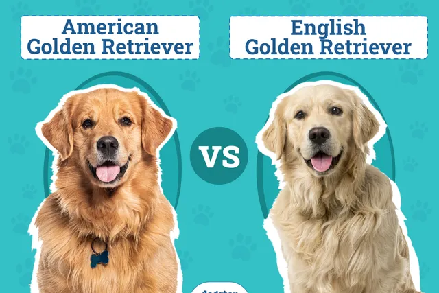 American vs. English Golden Retrievers: What’s the Difference? (With Pictures)
