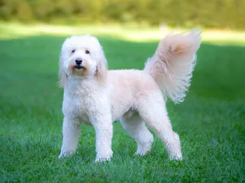 What Were Goldendoodles Bred For? Origins & History
