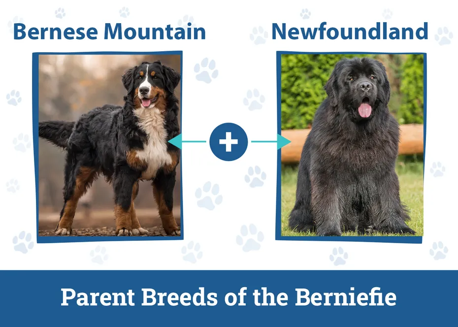 Parent Breeds of the Berniefie