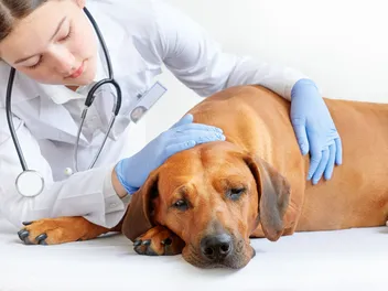 Kennel Cough in Dogs: 8 Home Remedies (Vet Answer)