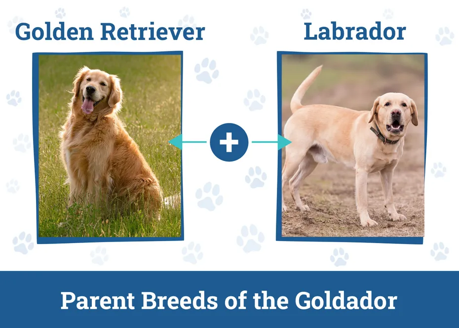 Parent Breeds of the Goldador