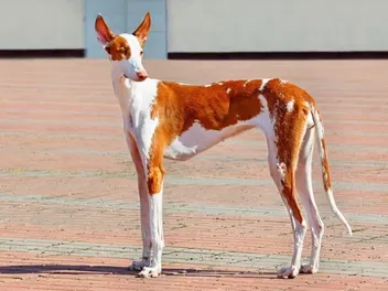 Ibizan Hound: Dog Breed Info, Pictures, Facts & Traits