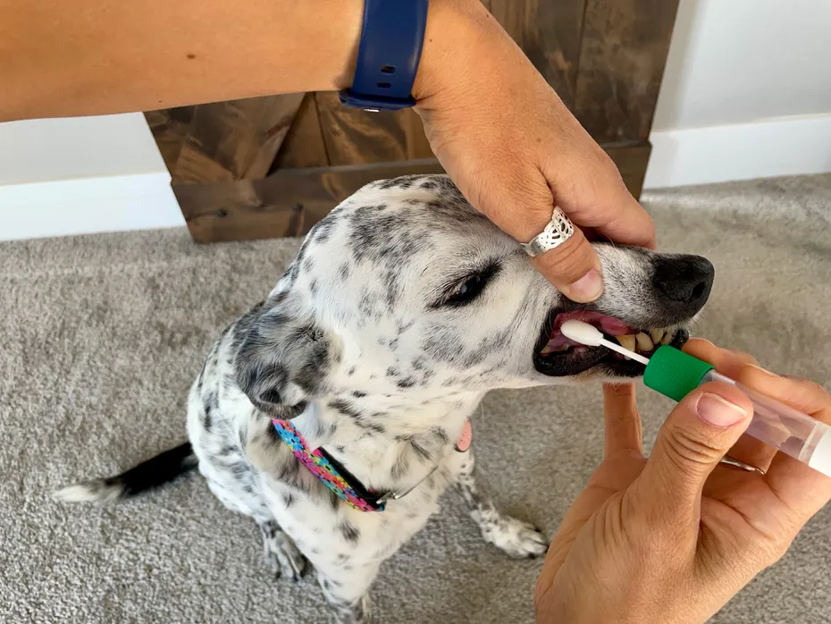 Know Your Pet Dog DNA Test - Ragz getting swabbed