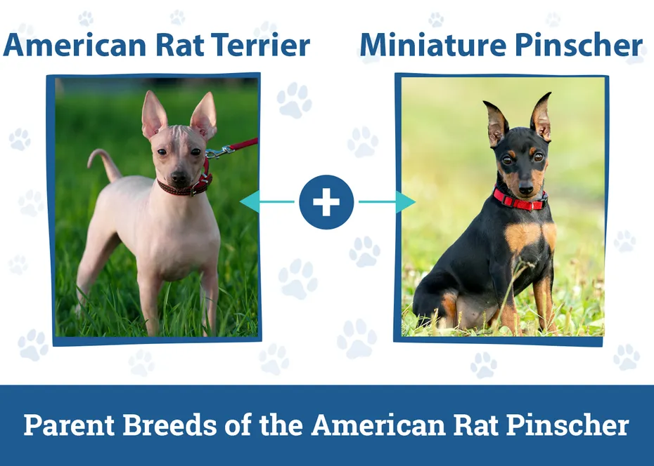Parent Breeds of the American Rat Pinscher