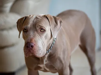 Does a Pitbull Shed a Lot? Care and Grooming Tips