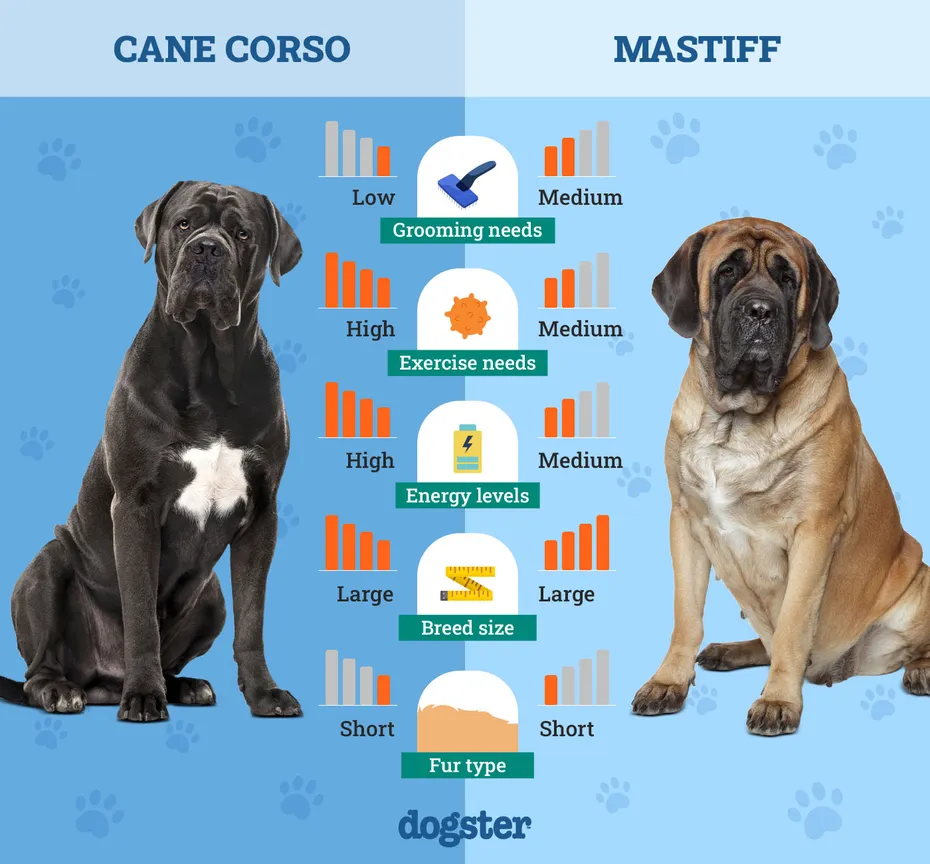 Dogster_Side by Side Comparison_ Cane Corso vs Mastiff
