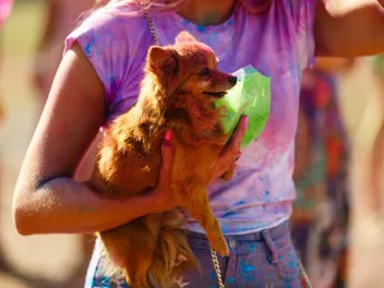 Is Bringing Your Dog to Festivals a Good Idea? Risks & Tips