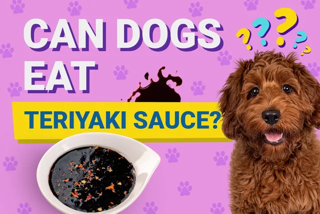 Can Dogs Eat Teriyaki Sauce? Vet Reviewed Nutrition Facts & FAQ