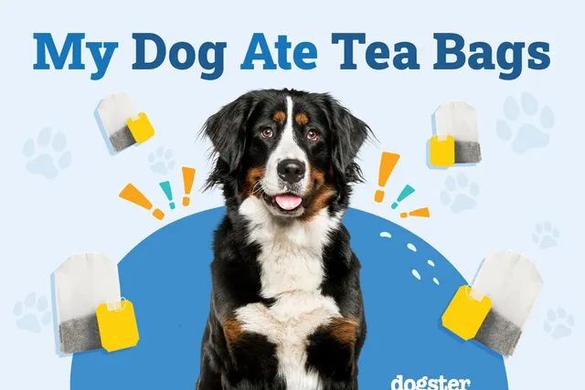 My Dog Ate Tea Bags, Should I Worry? Our Vet Answers