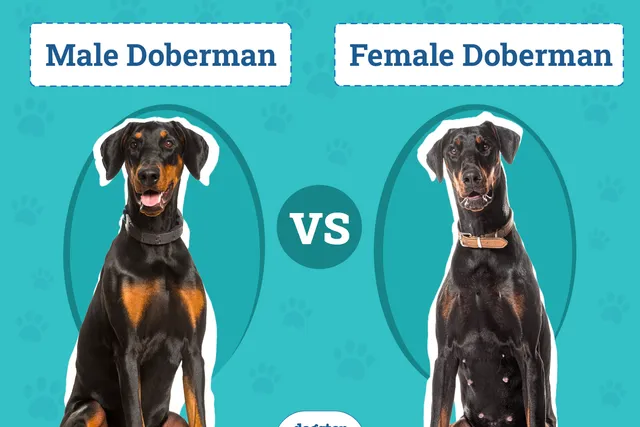 Male vs Female Dobermans: Vet-Reviewed Differences (With Pictures)