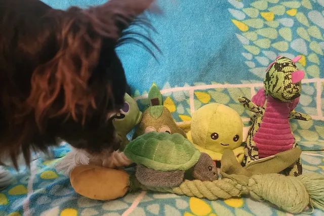 Penny’s Favorite Things: All the Things My Dog Loves