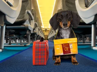 Do Dogs' Ears Pop on Planes? Canine Travel Facts & Tips