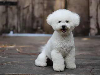 How Much Exercise Does a Bichon Frise Need? Vet-Reviewed Advice