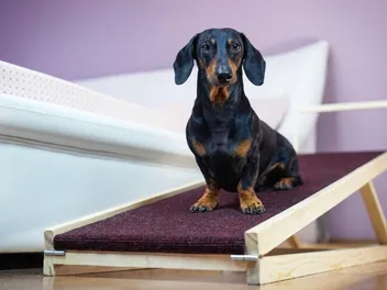 8 Best Dog Ramps in 2026 - Reviews & Top Picks