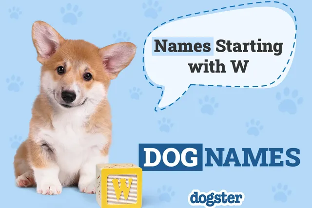 250 Dog Names Starting With W for Your Wonderful Pup