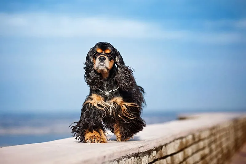 black and tan american cocker spaniel dog