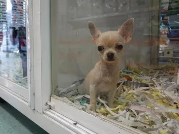 How Much Is That Doggy In The Window - Is This the End of Buying Pets from Pet Stores?