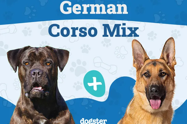 German Corso (Cane Corso & German Shepherd Mix): Info, Pictures, Care & More