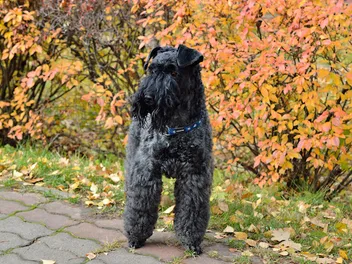 Kerry Blue Terrier: Dog Breed Info, Pictures, Facts & Traits