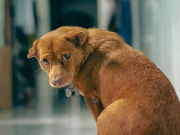 Someone Kicked My Dog: 5 Tips on What to Do Next