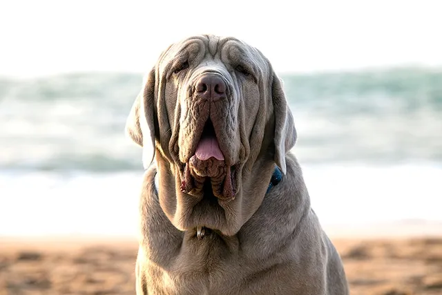 Ultimate Mastiff Dog Breed: Info, Pictures, Care & More