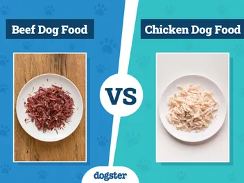 Beef vs Chicken Dog Food: 2026 Comparison, Pros & Cons (Vet-Reviewed)