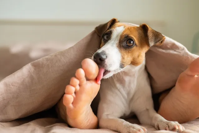 Why Do Dogs Lick Your Feet? Vet-Reviewed Reasons & Solutions