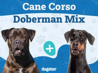 Cane Corso Doberman Mix: Info, Pictures, Care & More