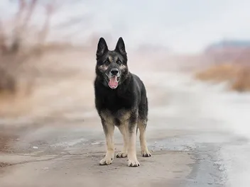 Do German Shepherds Make Good Pets? Facts & Tips