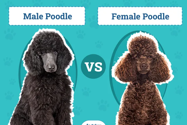 Male vs Female Poodle: The Differences (With Pictures)